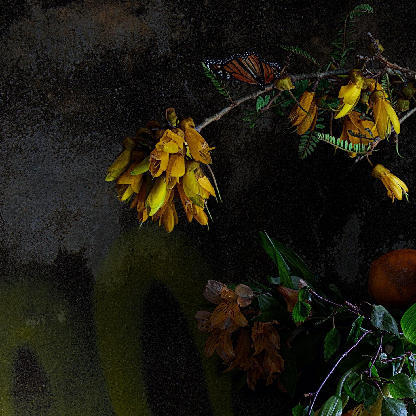 Kowhai and Pears Limited Edition