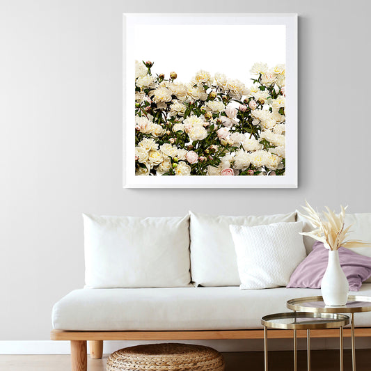 A Field of Peony en masse (square)