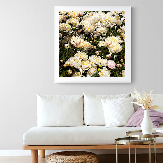 A Field of Peony (square)