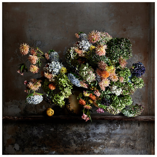 Dahlias Fine Art Print