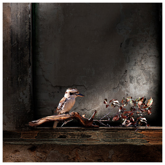 Kookaburra Fine Art Print