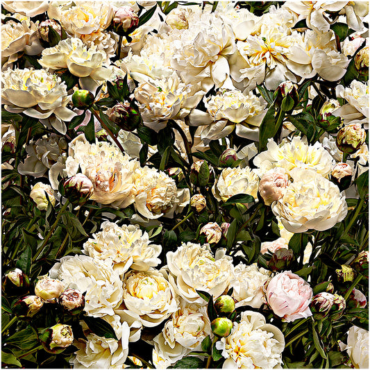 A Field of Peony (square)