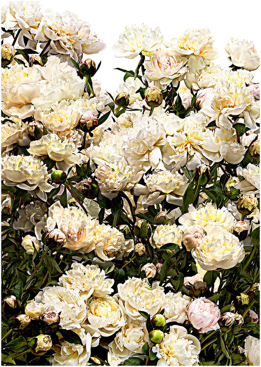 A Field of Peony