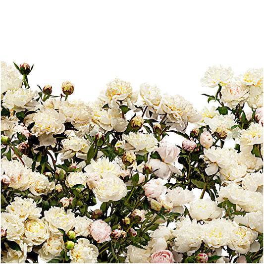 A Field of Peony en masse (square)