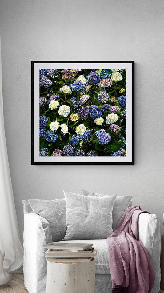 The Hydrangea Border (square)