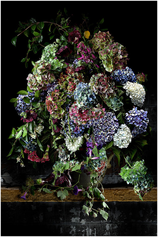 Hydrangeas Framed Art Print