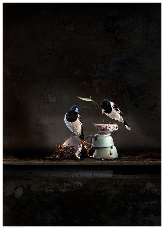 Butcher Birds and a Backyard Brew Fine Art Print