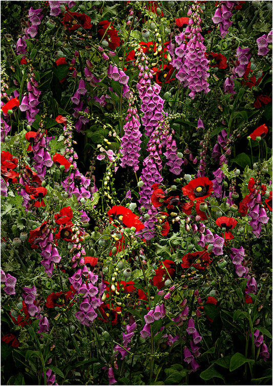 Poppies and Foxgloves