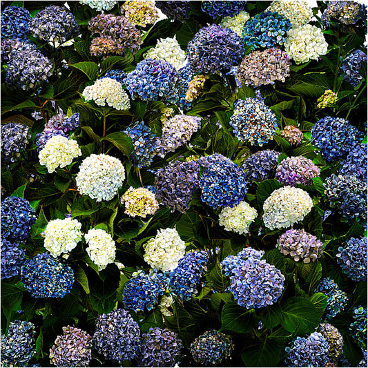 The Hydrangea Border (square)