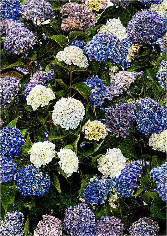 The Hydrangea Border