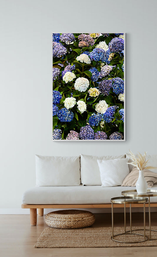 The Hydrangea Border