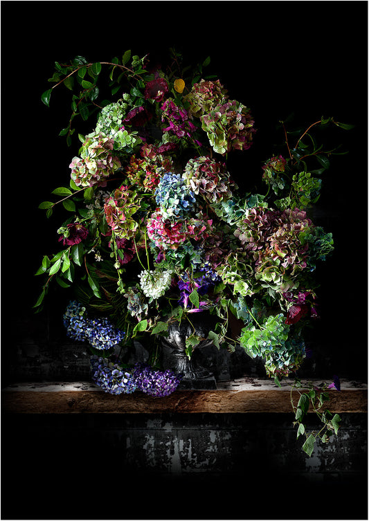 Hydrangeas and Morning Glory Fine Art Print