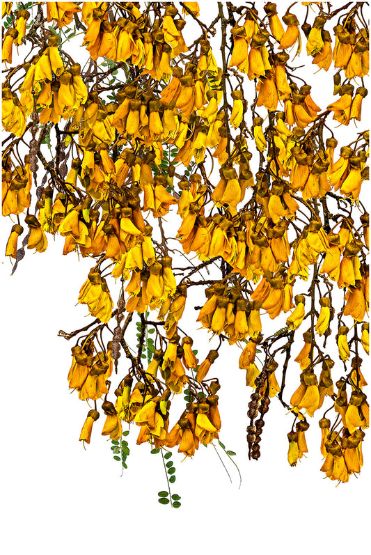 A Kowhai Garden Framed Art Print