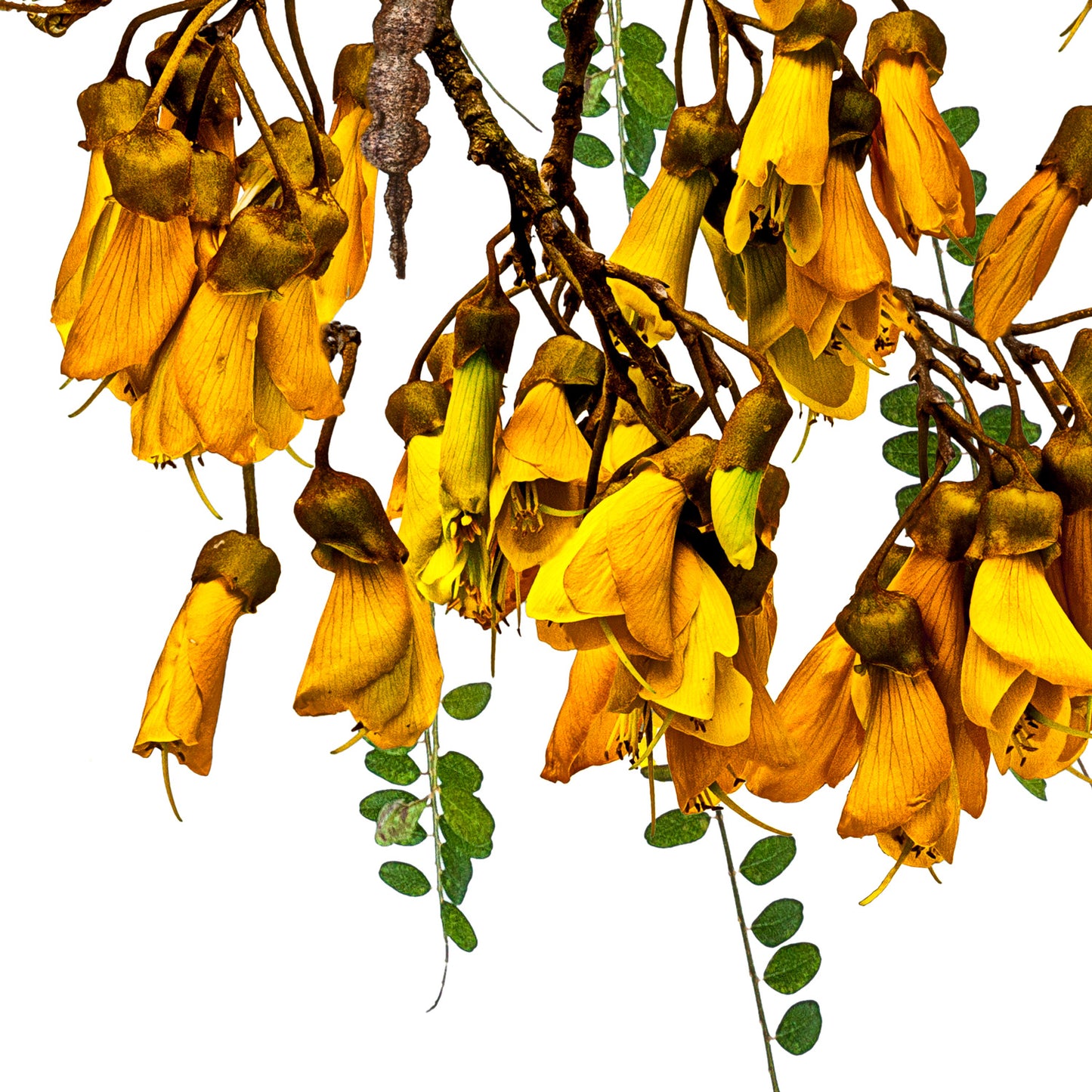 A Kowhai Garden Framed Art Print